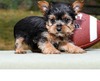 LUCY & LUCKY (YORKIES) (LUCY & LUCKY)