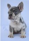French bulldog (SAMMY)