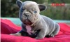 ASHLEY (FRENCHIES) (ASHLEY)