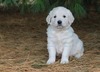 Male(Golden) (DANNY)